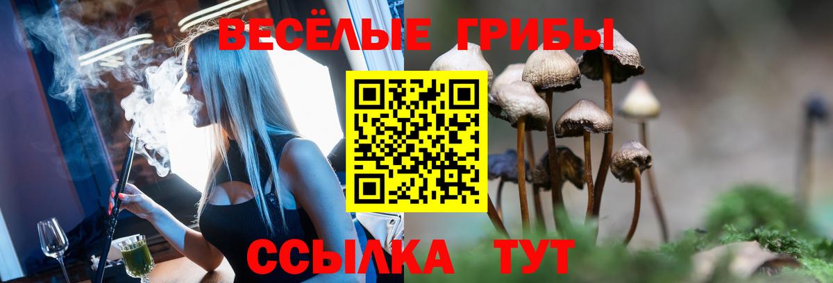 Красноармейск  Галлюциногенные грибы Psilocybine cubensis  Вход с VPN 